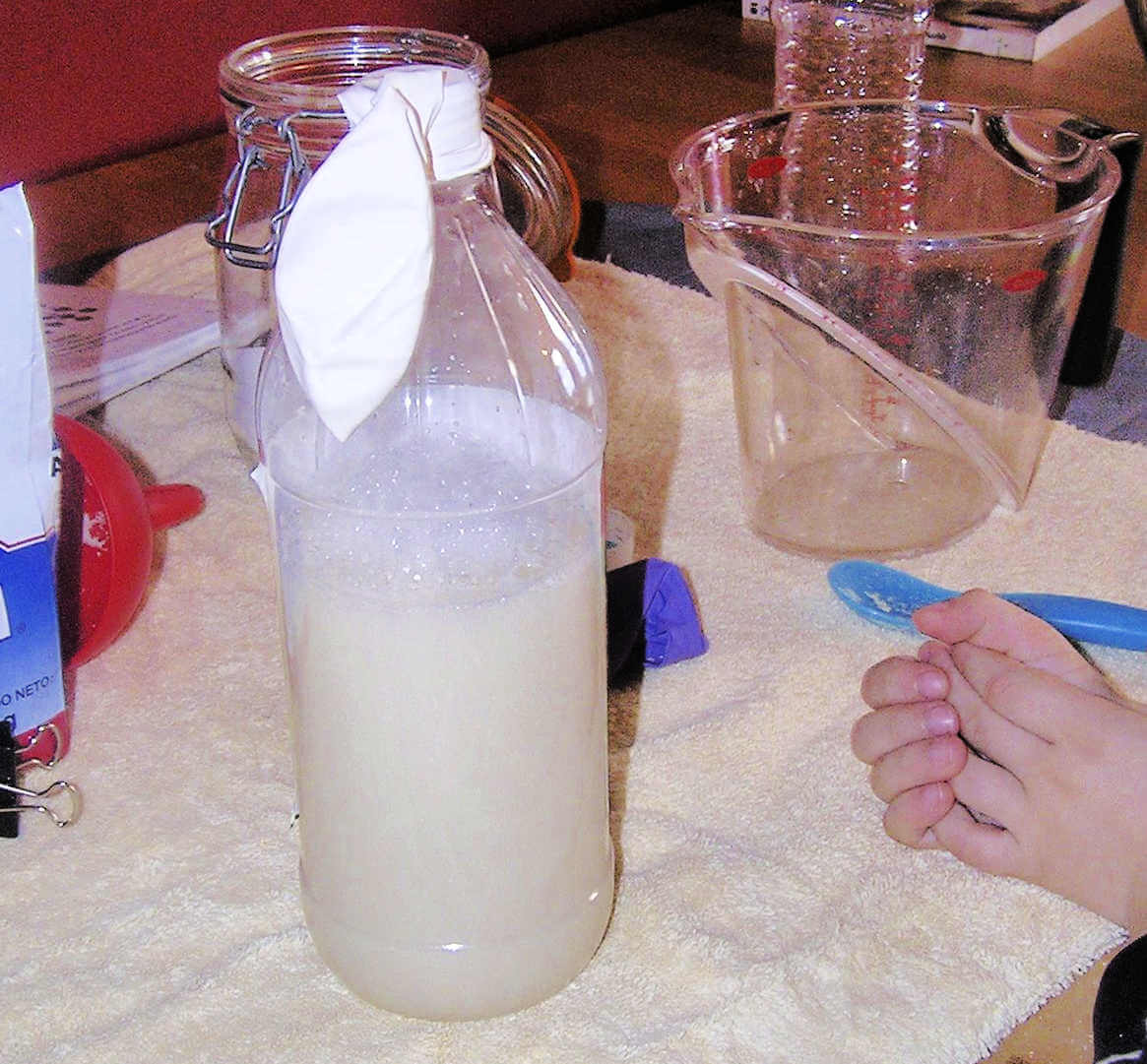 White balloon hanging loosely over the neck of plastic bottle filled with yeast-water mixture