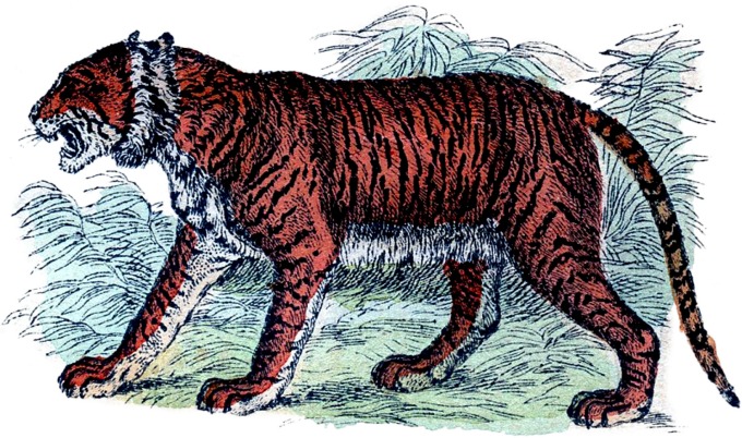 vintage tiger illustration