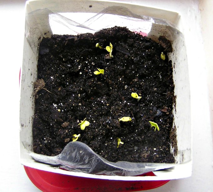 indoor root garden sprouts in OJ carton