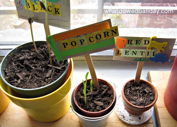 Growing beans and seeds indoors with kids