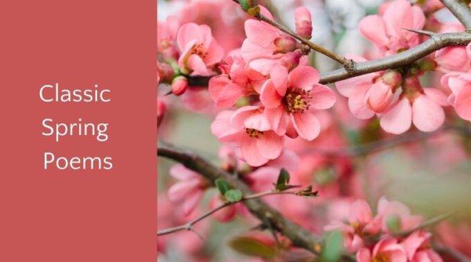 Pink apple blossoms with text classic spring poems