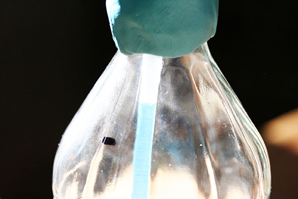 Close up of top of glass bottle topped with blue modeling clay holding up a straw inside the bottle.