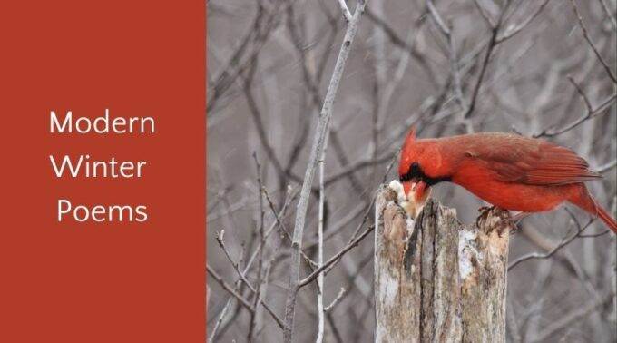 modern winter poems for children and cardinal eating in winter